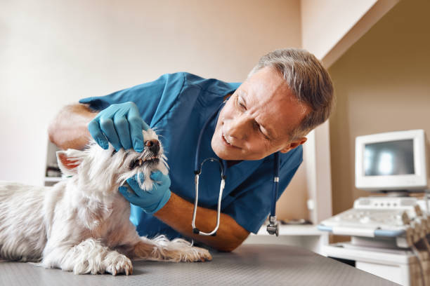 Best Same-Day Emergency Dental Services in Bartonville, TX